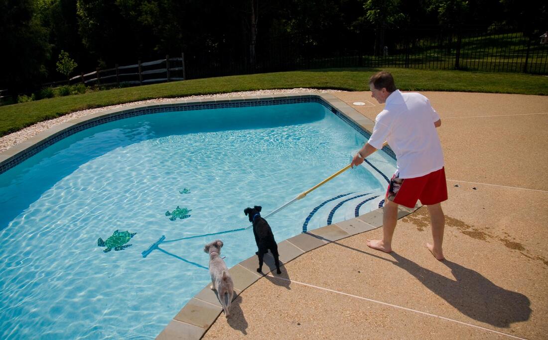 man cleaning the pool with two dogs